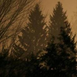 If These Trees Could Talk — Below the Sky