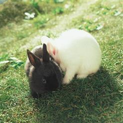 ZICO (지코) — She's A Baby